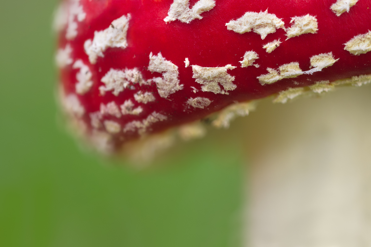 Fly Agaric 9